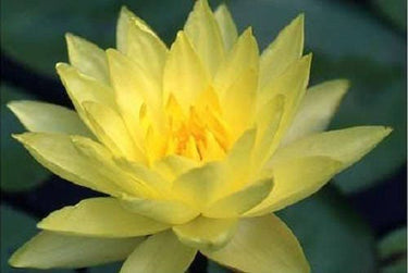 3 Organic Mixed Colors LOTUS Nelumbo Nucifera Pond Water Lily Lilypad Blue Red Flower Large Seeds